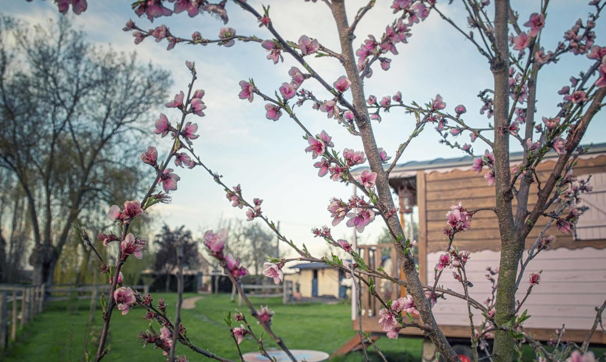 Les Roulottes De La Brauderie Villa Brissarthe Eksteriør billede